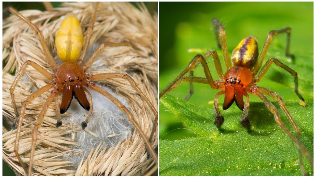 Descrierea și fotografia păianjenului Sak (Heyrakantium)