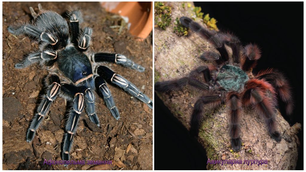 10 geriausių baisiausių vorų pasaulyje