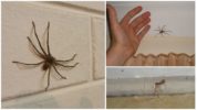 Hämähäkkejä talossa