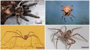 Rodzaje bezpiecznych pająków