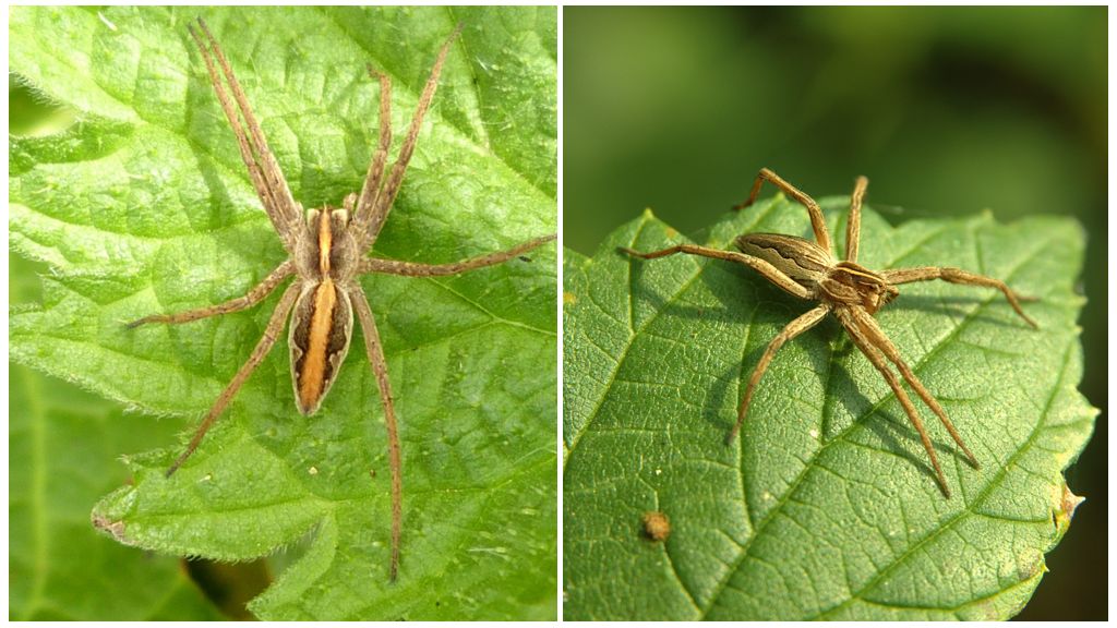 Описание и снимки на паяци в района на Саратов
