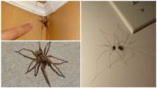 Evde örümcekler