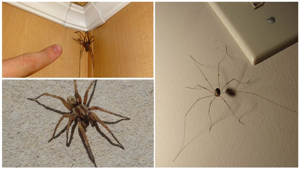 Wo und warum gibt es viele Spinnen in der Wohnung oder im Haus