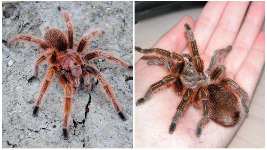 Beskrivelse og fotos af tarantulas edderkopper