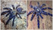 Nhện tarantula màu xanh