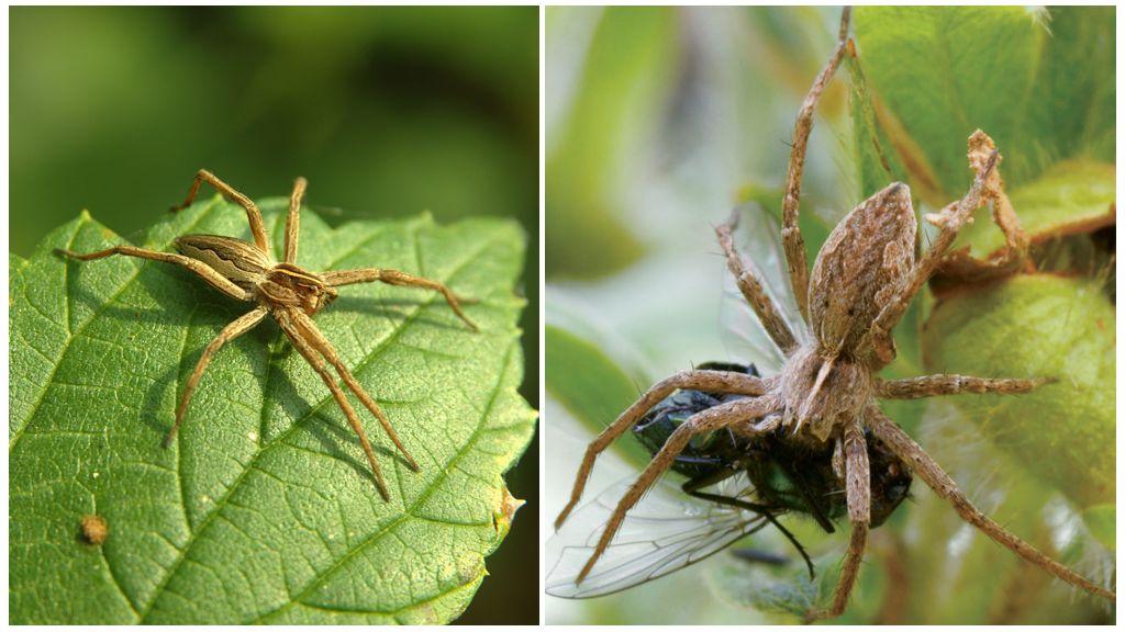 Kiek paprastų vorų gyvena bute ir gamtoje