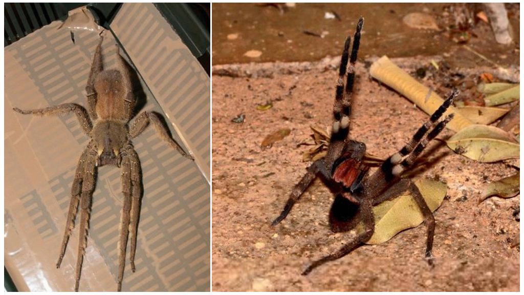 Păianjenul rătăcitor brazilian (alergător, rătăcitor, soldat)