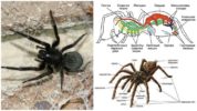 Structura păianjenului