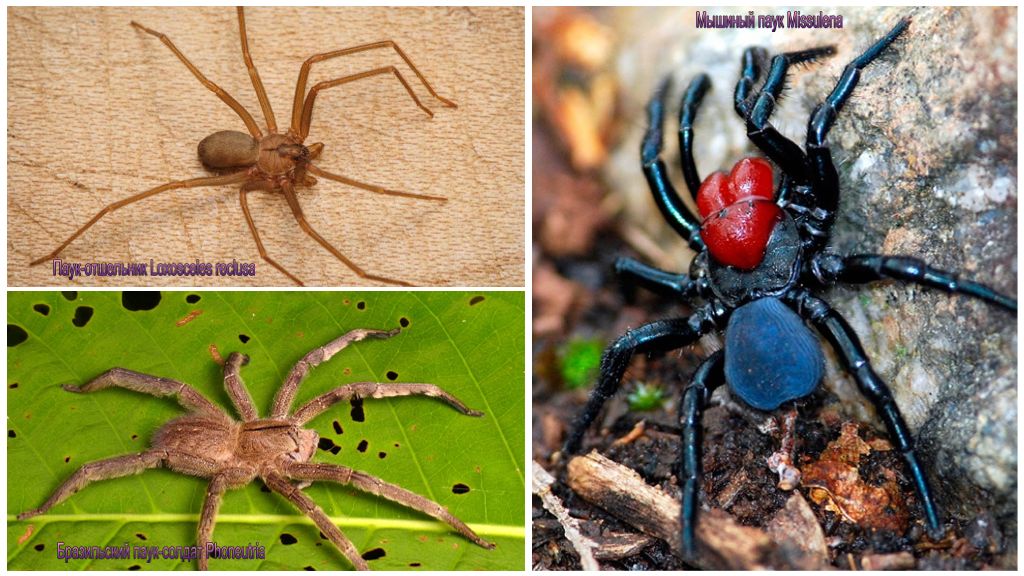 Beskrivelse og bilder av de farligste edderkoppene i verden