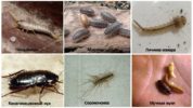 Insectes dans l'appartement et la salle de bain