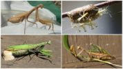 Creșterea mantisului