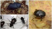 Fekete bogarak a lakásban