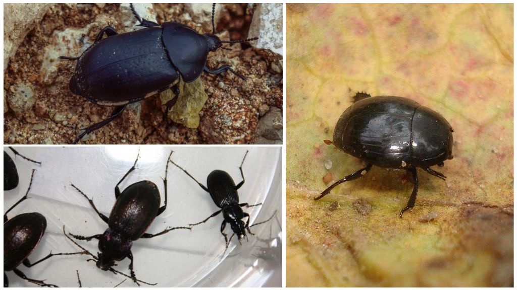 Beskrivningar, namn och foton på svarta skalbaggar i ett hus eller lägenhet