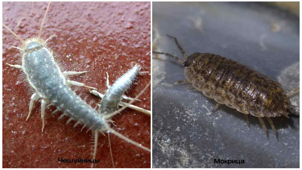 Petits insectes blancs dans l'appartement