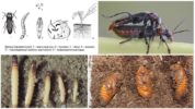 Ciclo de desarrollo de escarabajos