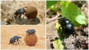 Aliments d 'escarabats de les basses