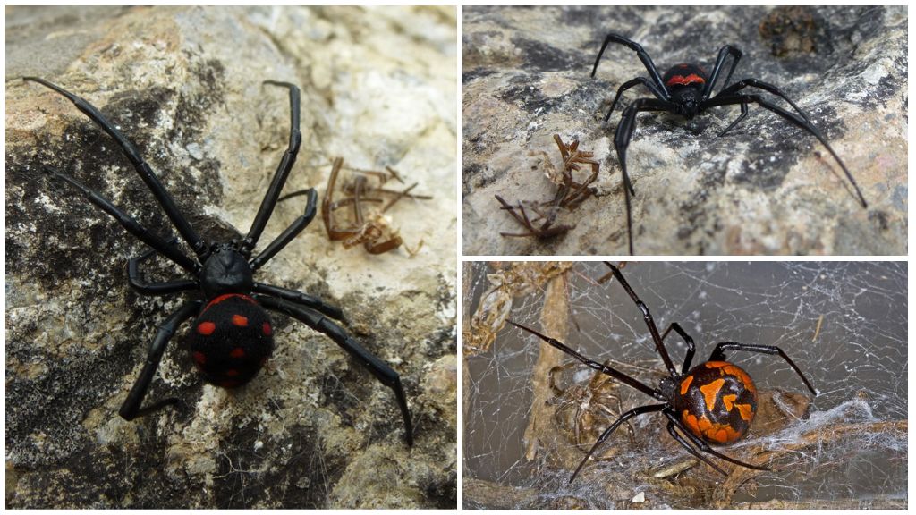 Beskrivning och foton av spindlar i södra Ural
