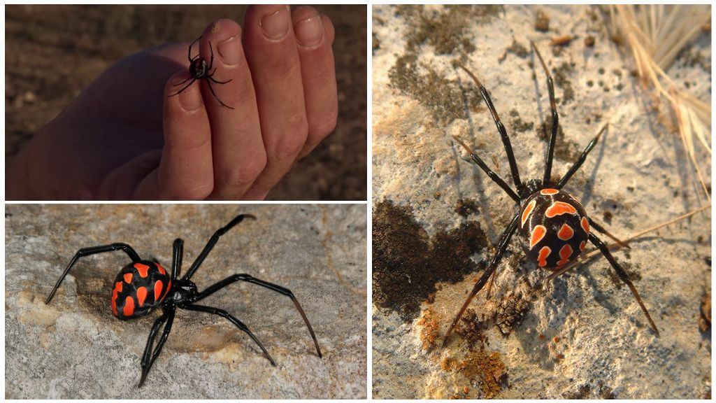 Περιγραφή και φωτογραφίες των αράχνων στην περιοχή Αστραχάν
