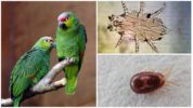 Papegoja fästingar