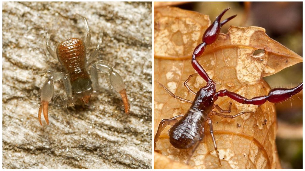 Faux scorpion - un coléoptère avec des griffes comme un scorpion