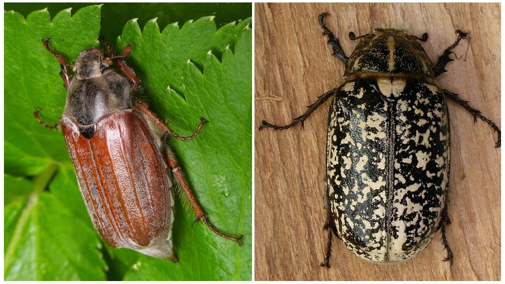 Περιγραφή και φωτογραφίες των May beetles
