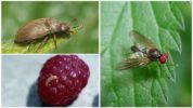 Ang raspberry na beetle at raspberry stem fly