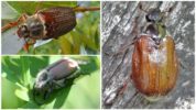 Escarabajos de mayo del género Melolontha