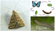 Moth életciklus