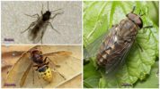 Insectes de Crimea