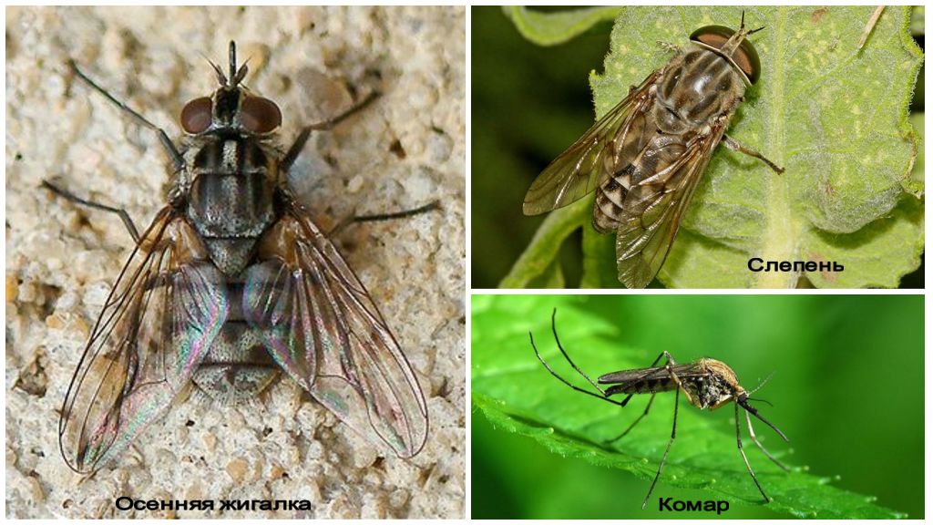 Τα πιο επικίνδυνα έντομα στον κόσμο
