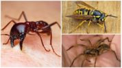Алергични ухапвания от насекоми