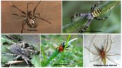 Spindlar i Astrakhan-regionen