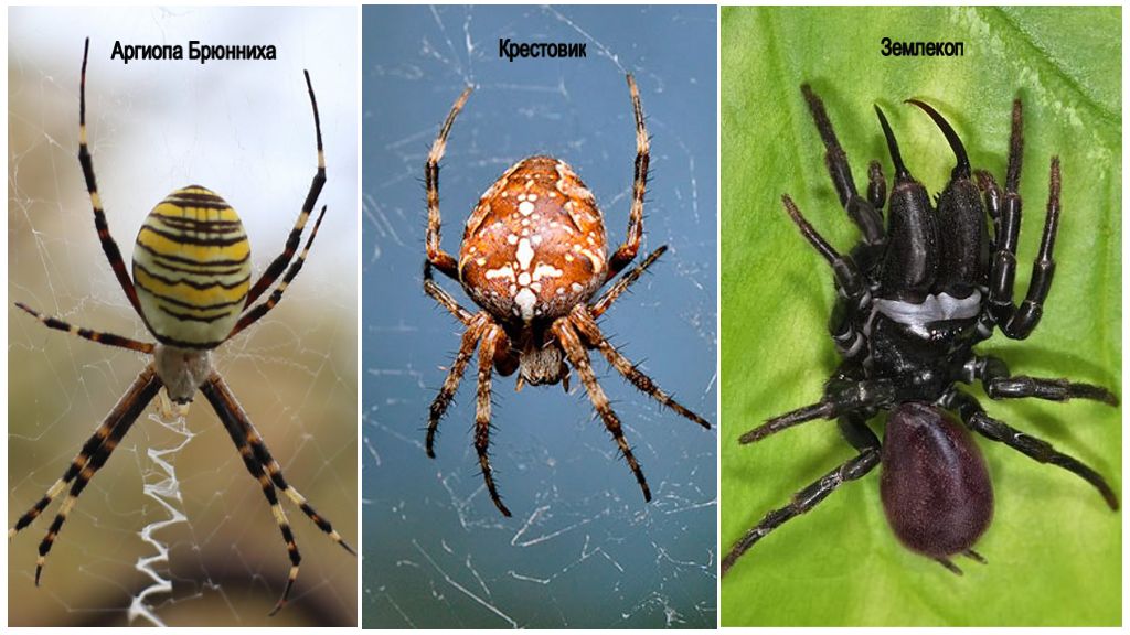Descrição e fotos de aranhas da Bielorrússia