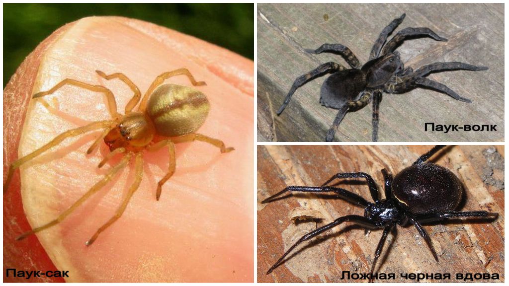 Beskrivning och foton av spindlar i Krasnodar-territoriet