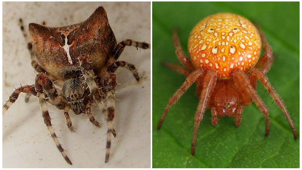 Beskrivning och foton av spindlar i Voronezh-regionen