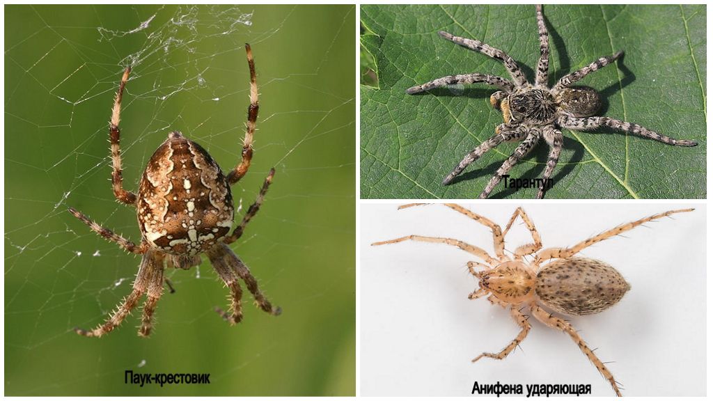 Opis i zdjęcia pająków w obwodzie leningradzkim