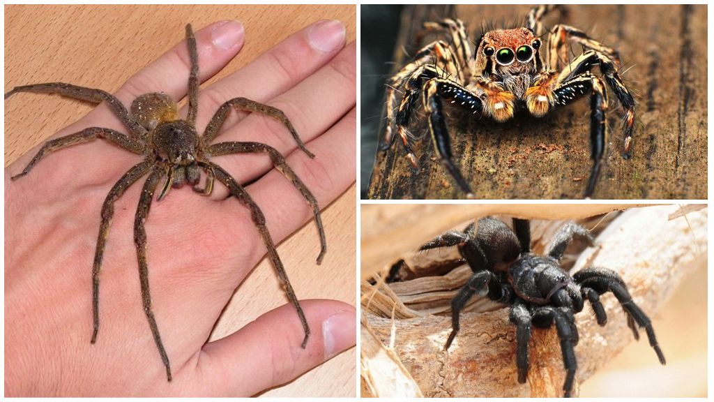 Zirnekļu veidi Krievijā: fotogrāfijas, vārdi un apraksts
