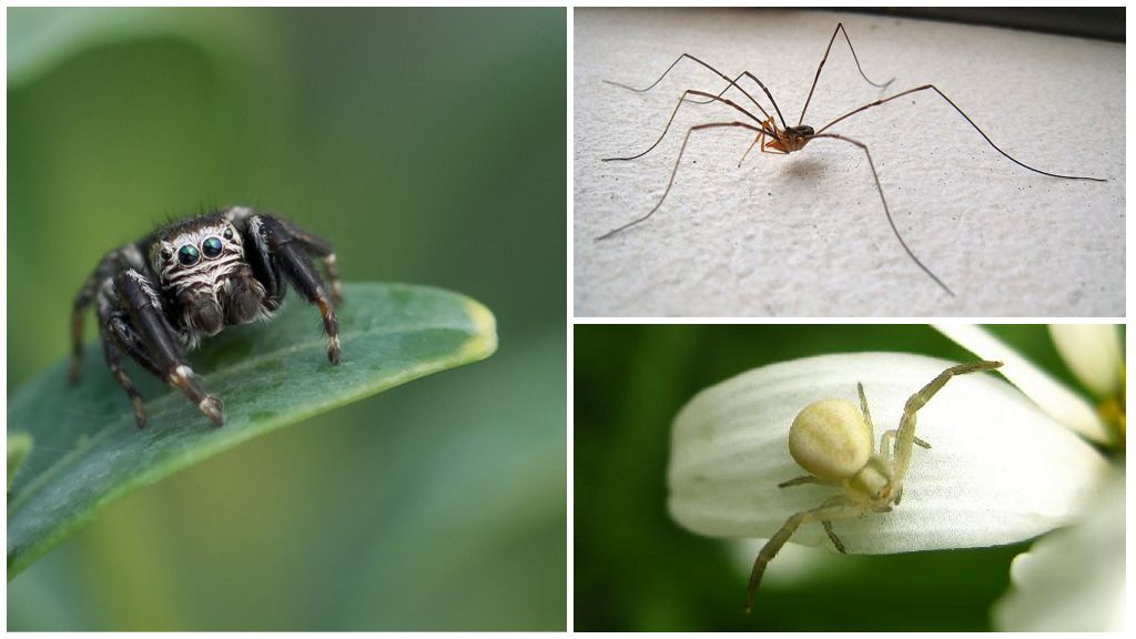 Ukrayna örümceklerinin tanımı ve fotoğrafları