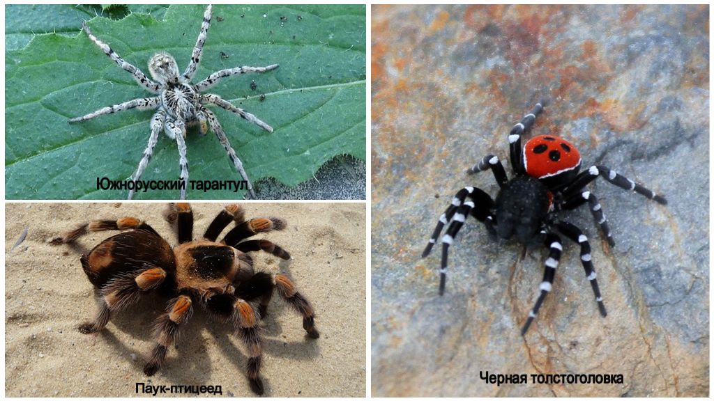 Beskrivning och foton av spindlar i Volgograd-regionen