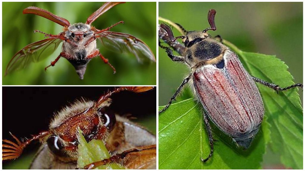 O que os insetos podem comer