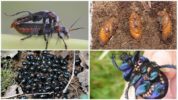 Reproducció d'escarabats de fong