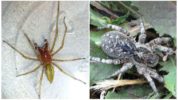 Tarantula sud-rusă și Sak Spider