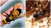 Calabrone asiatico enorme e formiche di fuoco