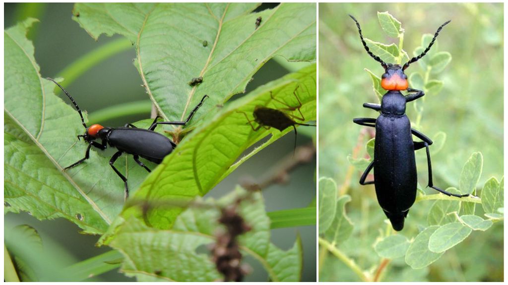 Bagaimana untuk menghilangkan kumbang kentang hitam