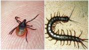 Atzīmējiet un Scolopendra