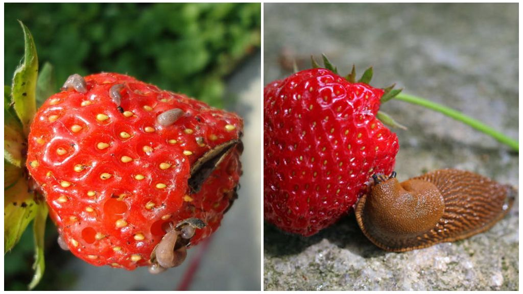 Πώς να αντιμετωπίζετε τις φράουλες από τα παράσιτα, τις μεθόδους θεραπείας των ασθενειών