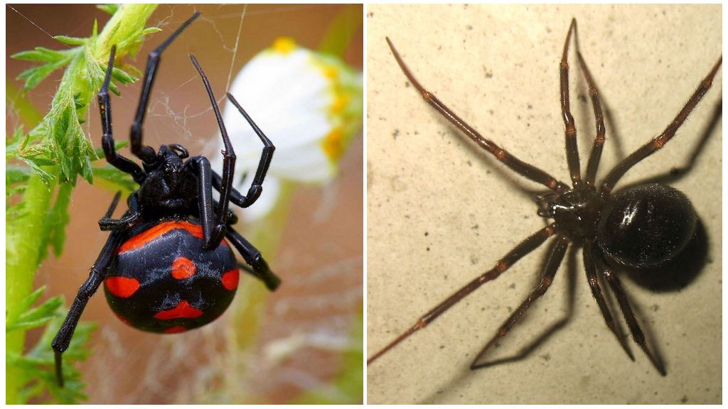 Kuvaus ja valokuvia Siperian hämähäkkeistä