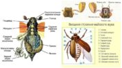 Структурата на бръмбара