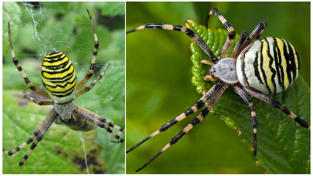 Tīģera zirnekļa apraksts un foto