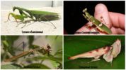 Mga species ng Mantis